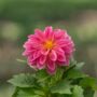 Dahlia – Dahlietta Emily – 4.5″ Pot
